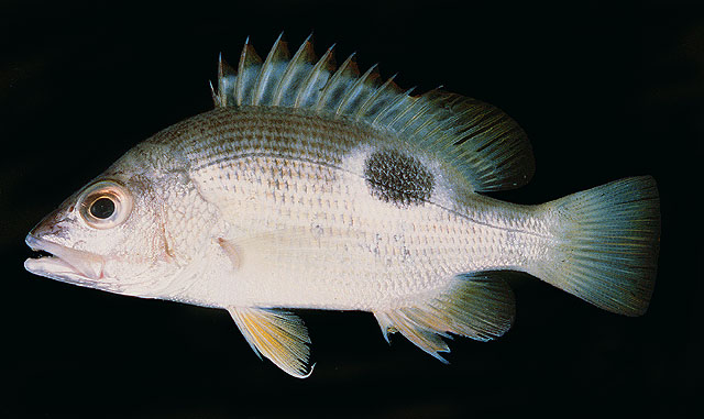 Lutjanus johnii