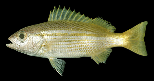 Lutjanus lutjanus