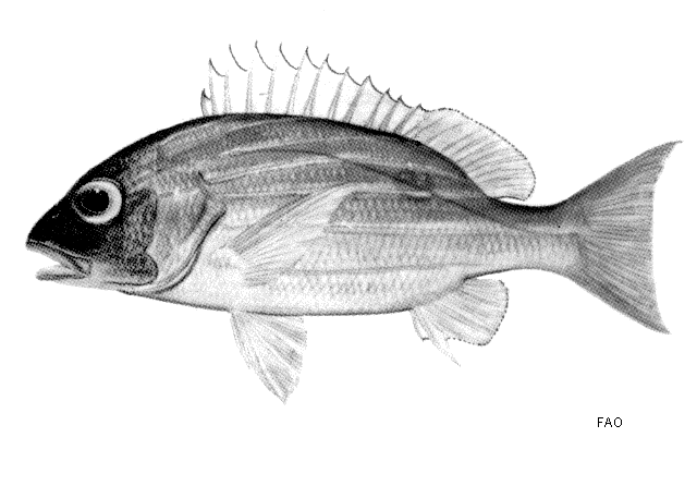 Lutjanus notatus