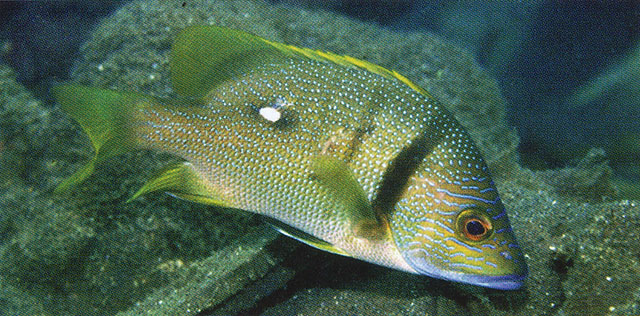 Lutjanus rivulatus