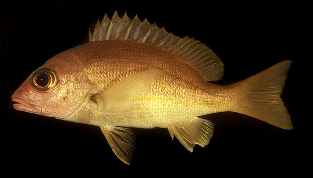 Lutjanus rufolineatus