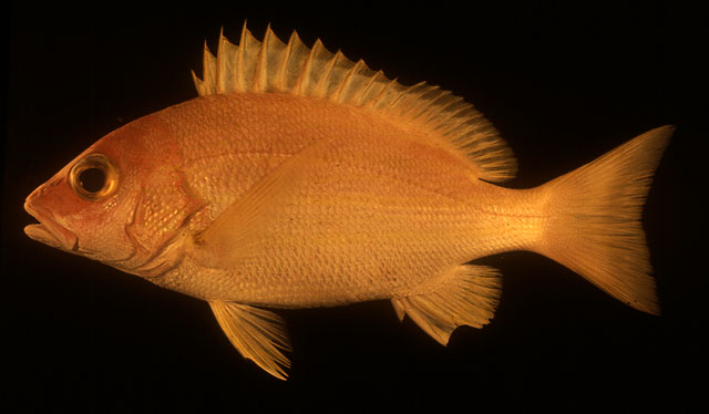 Lutjanus rufolineatus