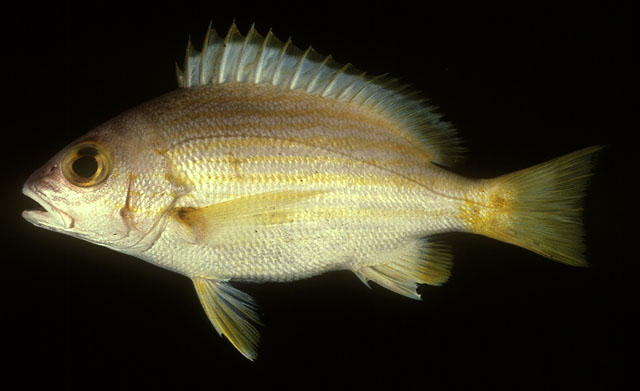 Lutjanus rufolineatus