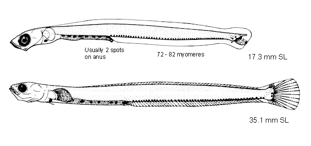 Lumpenus sagitta