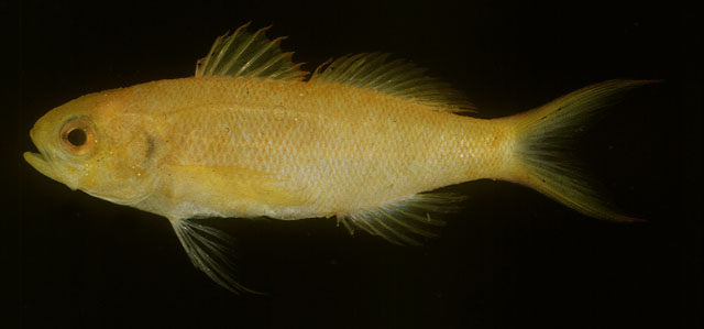 Luzonichthys waitei