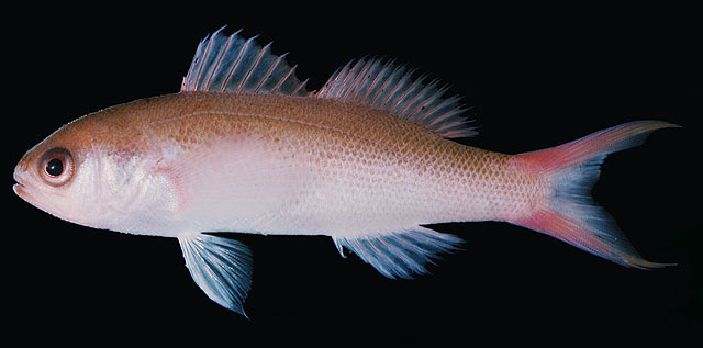 Luzonichthys waitei