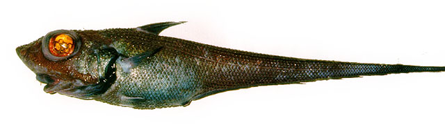 Macrourus berglax