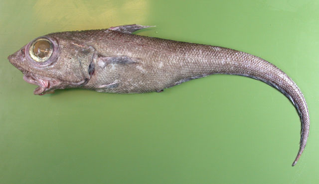 Macrourus berglax