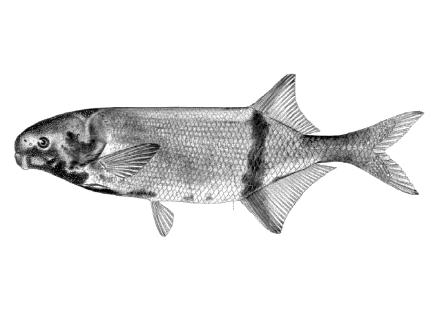 Marcusenius cuangoanus