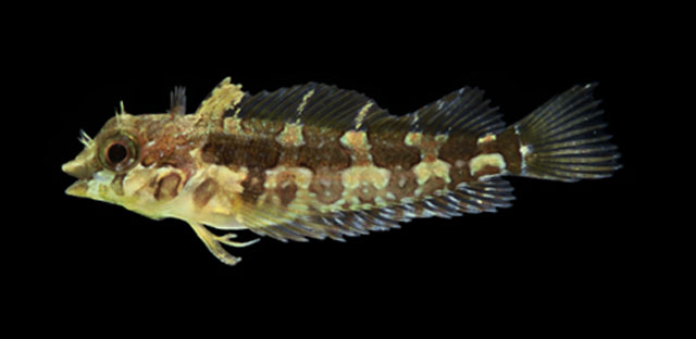 Malacoctenus delalandii