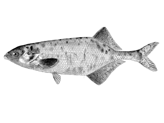 Marcusenius angolensis