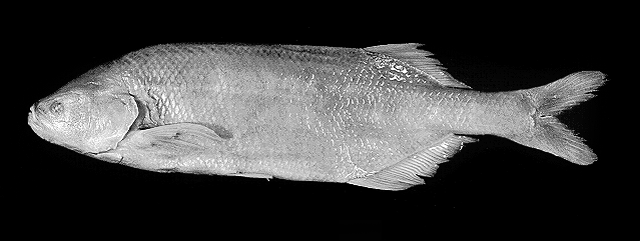 Marcusenius macrolepidotus