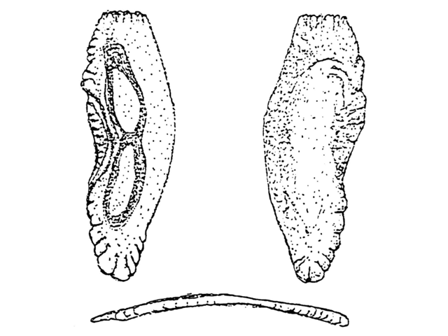 Macruronus magellanicus