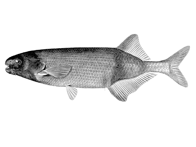 Marcusenius moorii