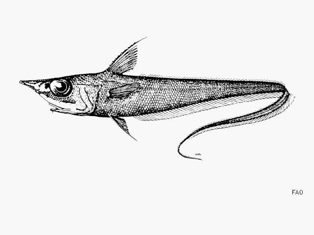Mataeocephalus tenuicauda