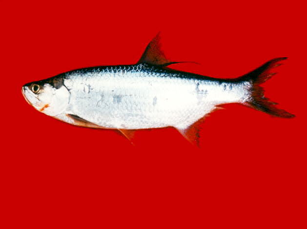 Megalops atlanticus