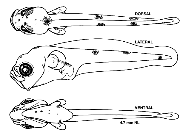 Merluccius bilinearis