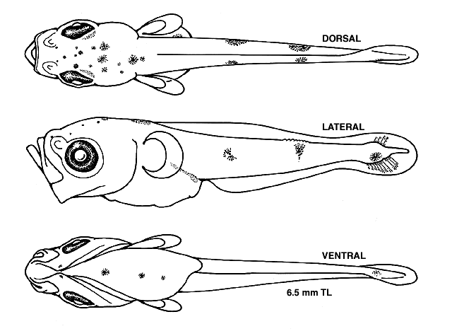 Merluccius bilinearis