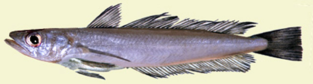 Merluccius merluccius