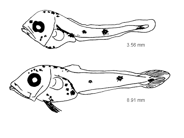 Merluccius merluccius