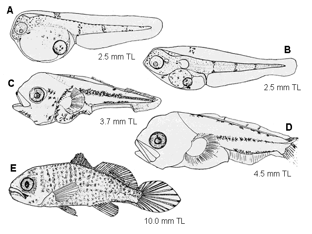 Menticirrhus saxatilis