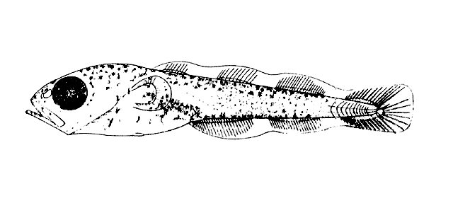 Micromesistius australis