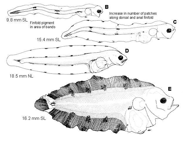 Embassichthys bathybius