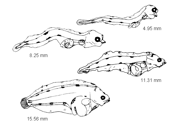 Microstomus kitt