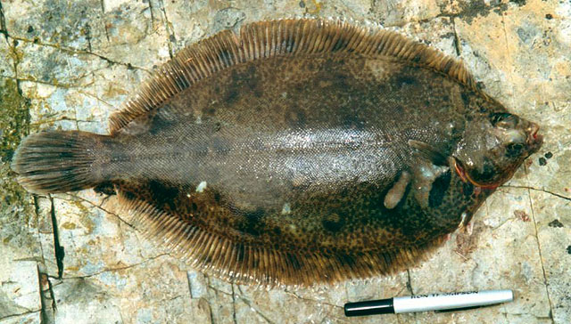 Microstomus kitt