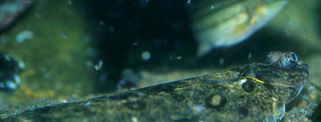 Microstomus kitt