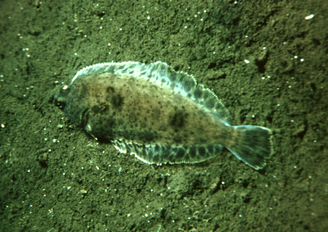 Microstomus pacificus