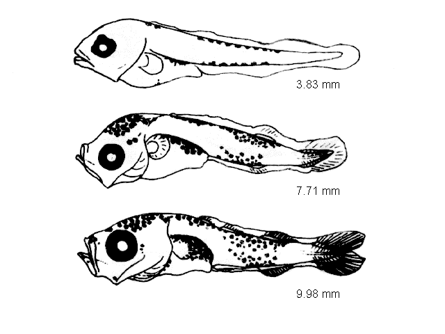 Micromesistius poutassou