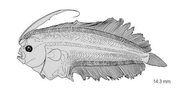 Monolene sessilicauda