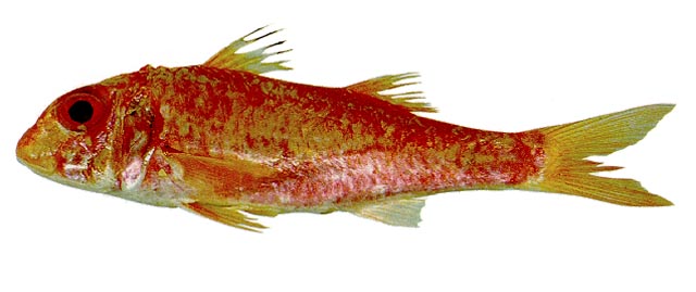 Mullus auratus