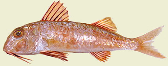 Mullus barbatus barbatus