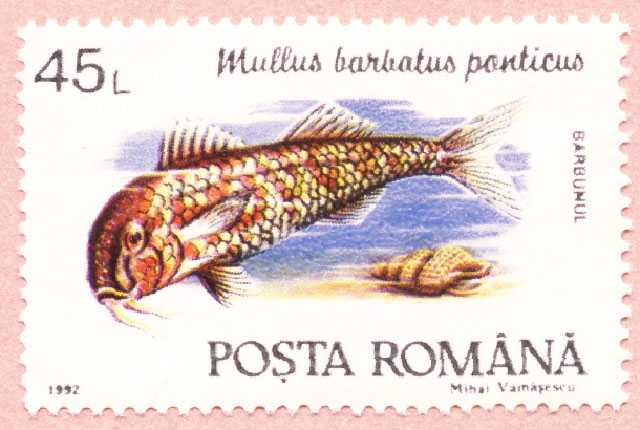 Mullus barbatus ponticus