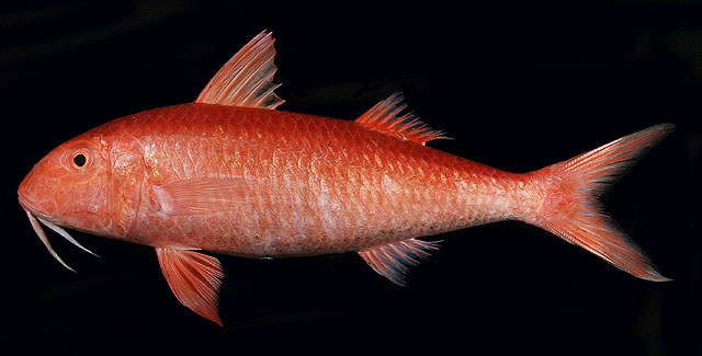 Mulloidichthys pfluegeri