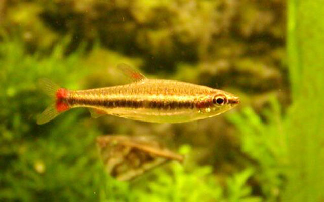 Nannostomus beckfordi