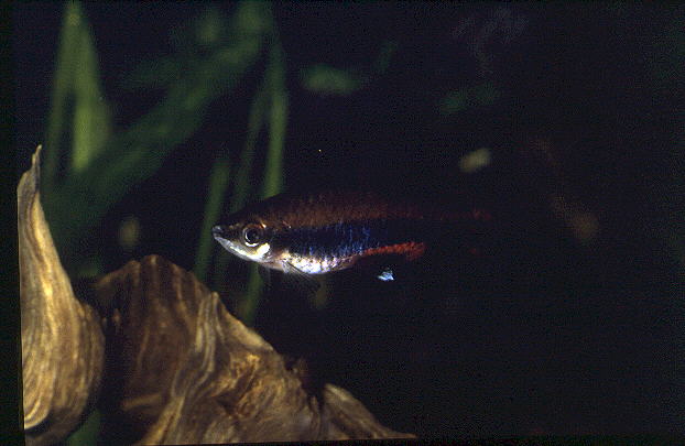 Nannostomus beckfordi