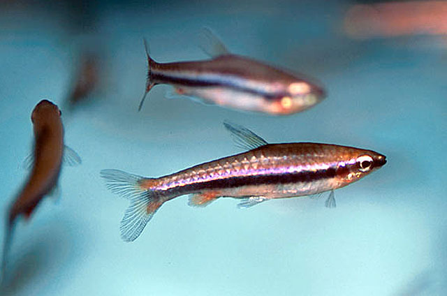 Nannostomus beckfordi