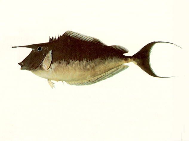 Naso brachycentron