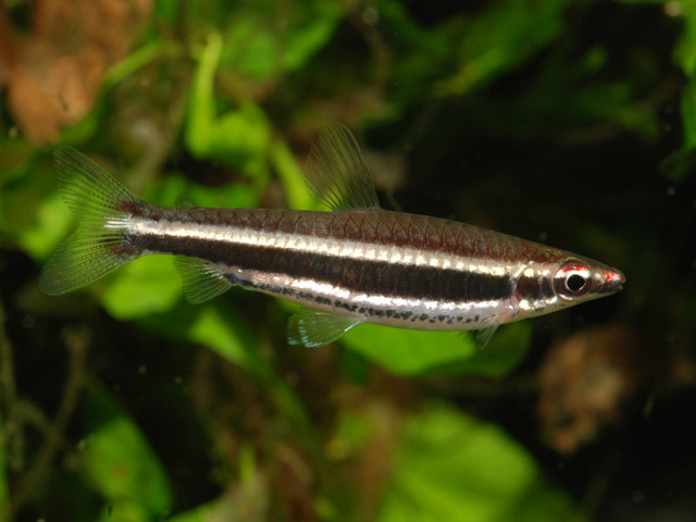 Nannostomus nigrotaeniatus