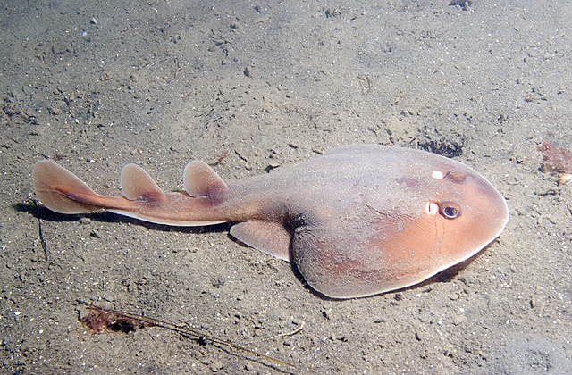 Narcine tasmaniensis