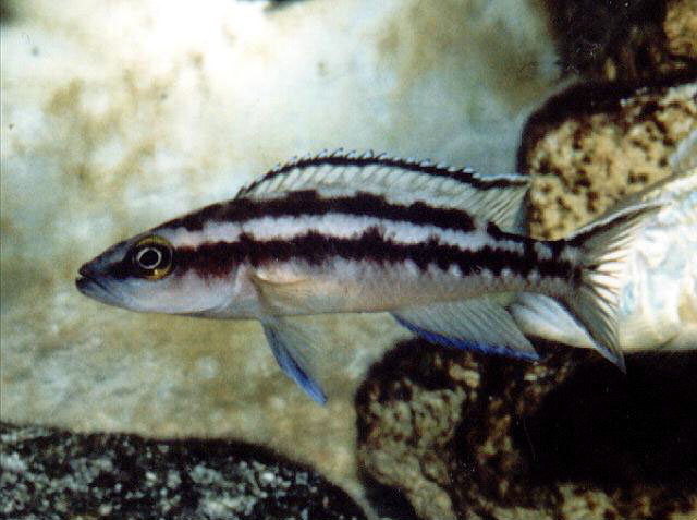 Neolamprologus buescheri