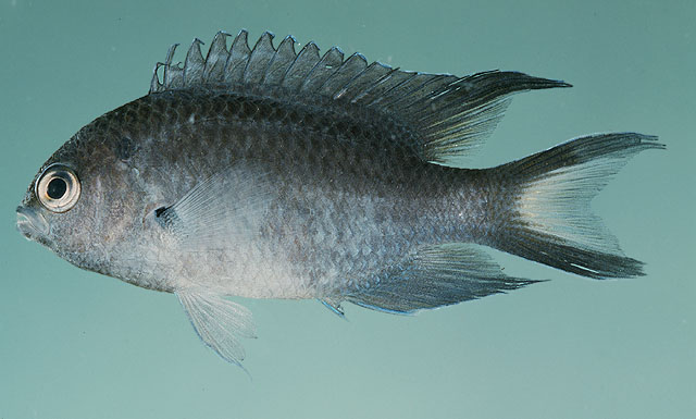 Nefil_u2.jpg