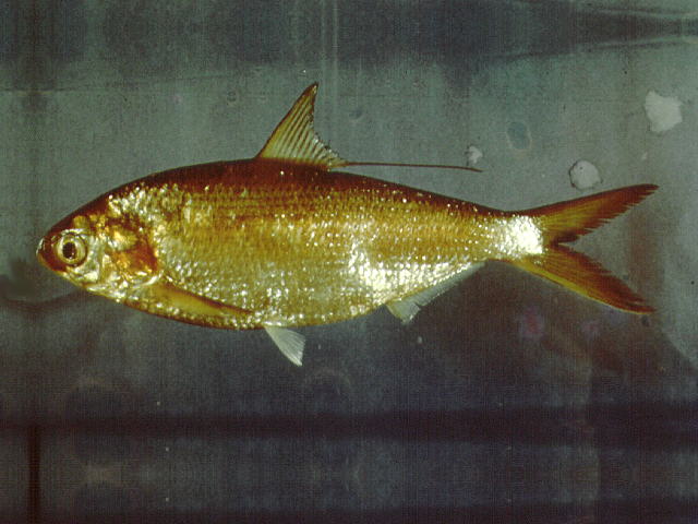 Nematalosa japonica