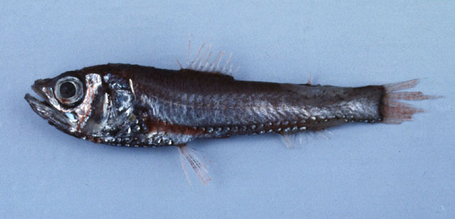 Neoscopelus microchir