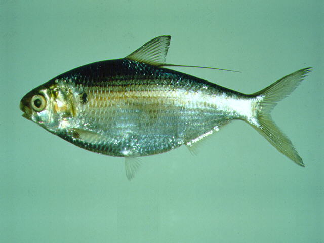 Nematalosa nasus