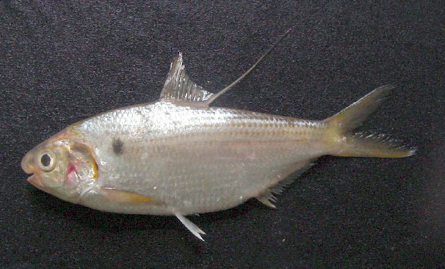 Nematalosa nasus