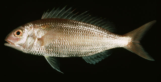 Nemipterus peronii